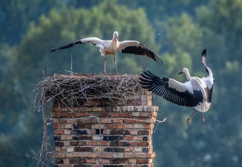 Expert Chimney Animal Removal in Forest Park, IL Professional Chimney Animal Removal Services in Forest Park, Illinois