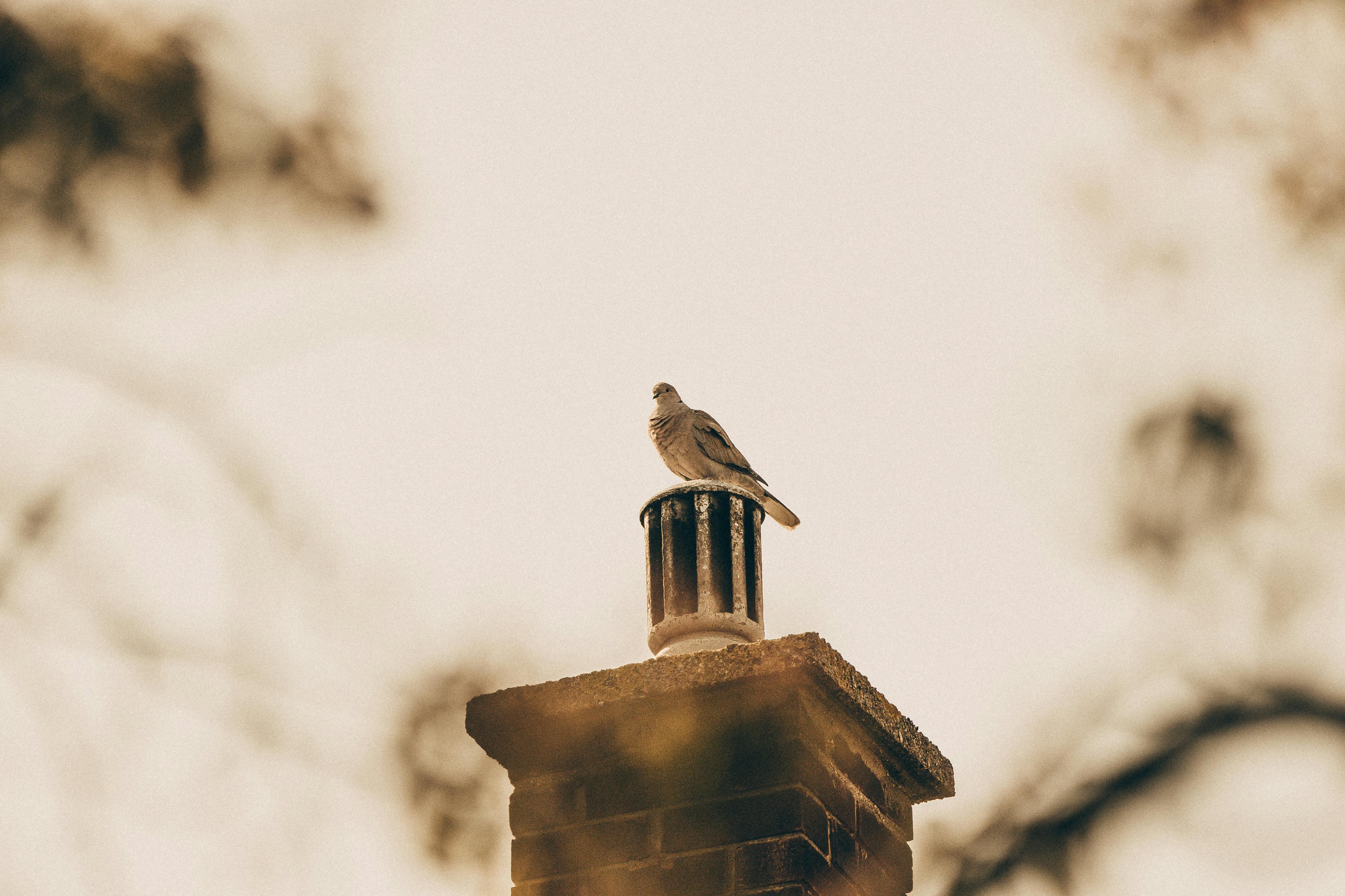 Expert Chimney Cap Installation in Forest Park, Illinois